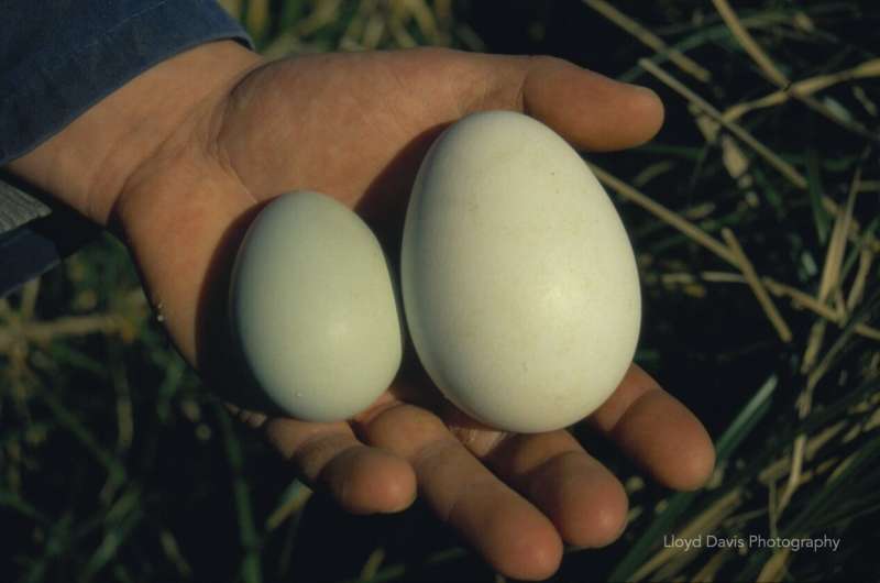 Why erect-crested penguins reject their first egg and lay a second one