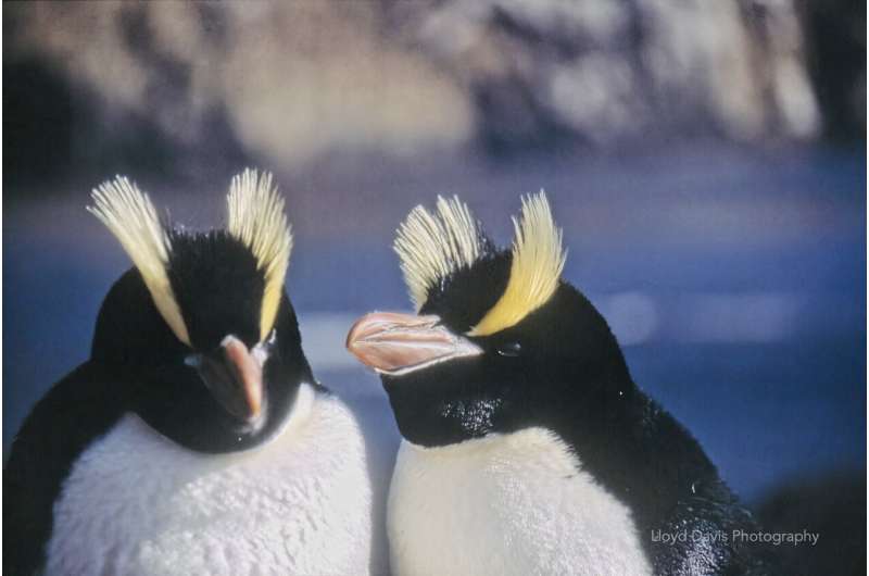 Why erect-crested penguins reject their first egg and lay a second one