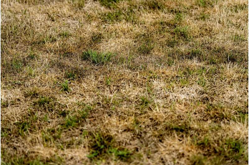 Why experts say lawns should become a thing of the past