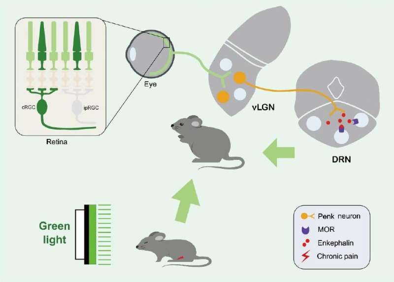 Why green light helps reduce pain in mice