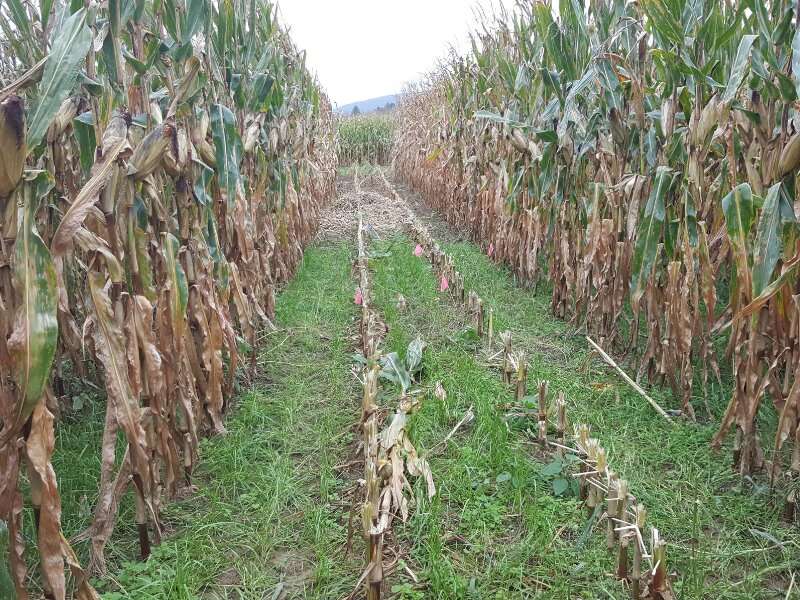 Why interseeding might be the boost cover crops need