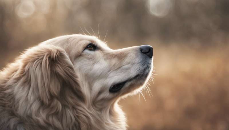 Why mourning a pet can be harder than grieving for a person