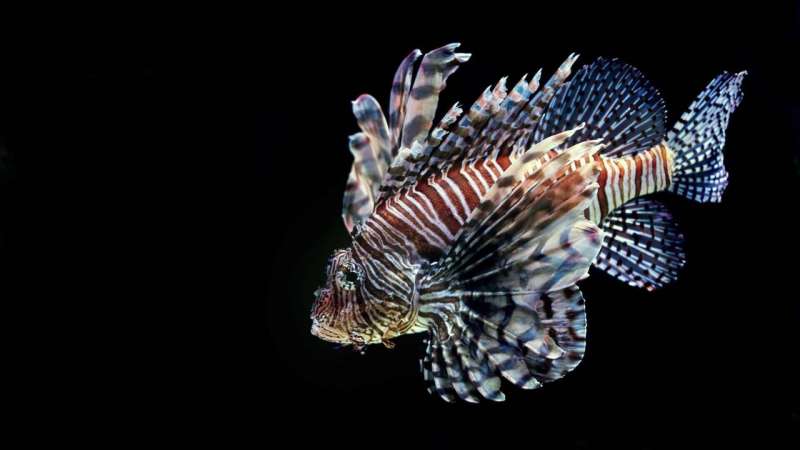 Why researchers are interested in keeping (some) lionfish healthy