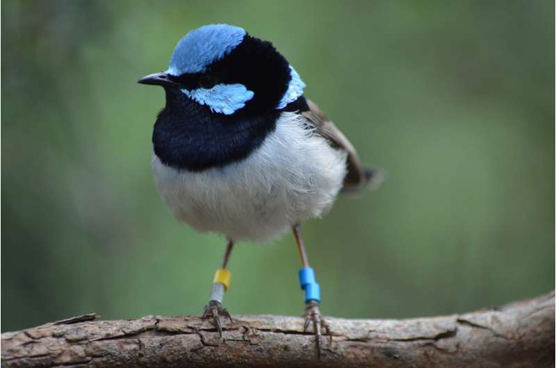 Why some fairy-wrens can be more 'aggressive' in the wild