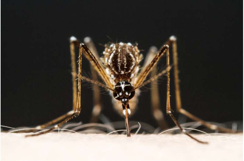 Why some people are mosquito magnets