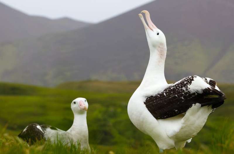 Why wandering albatrosses get divorced—new research
