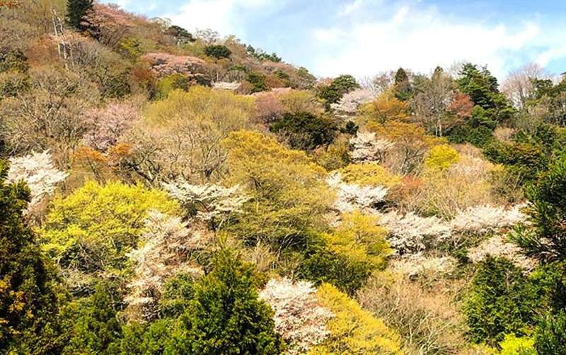 Wild cherry blossoms could save forest landscapes