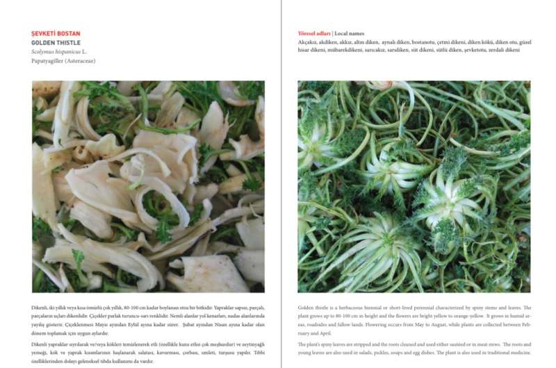 Wild, edible, and nutritious! Research and recipes reveal the benefits of regional Turkish plants