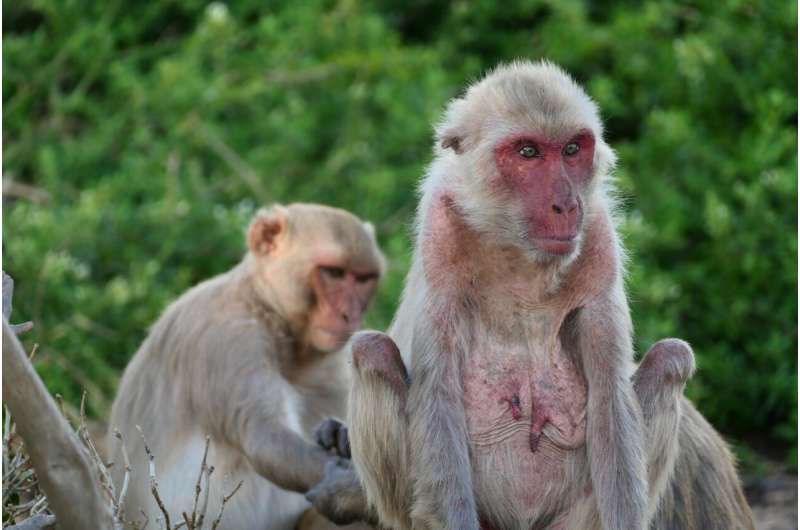 Wild primate study ties importance of social environment to molecular markers of age in the brain