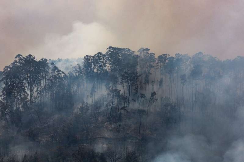 Wildfires have destroyed 30,000 hectares (75,000 acres) of land in Portugal this year
