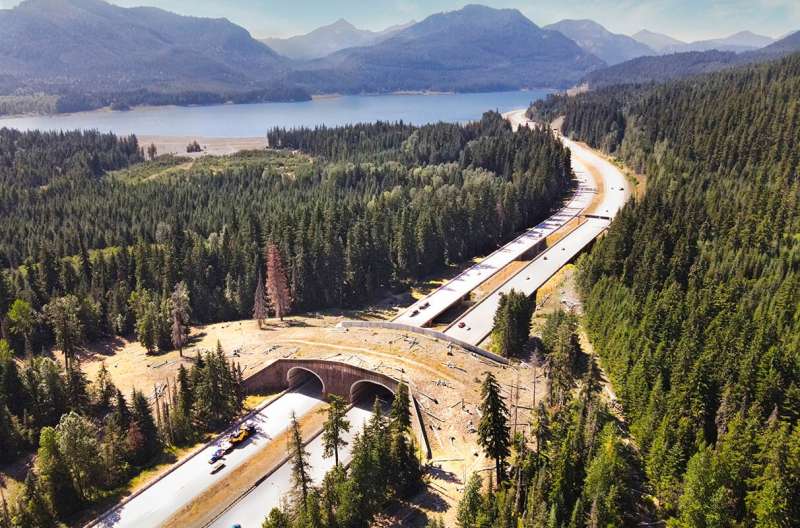 Wildlife crossings potentially save millions annually in Washington state
