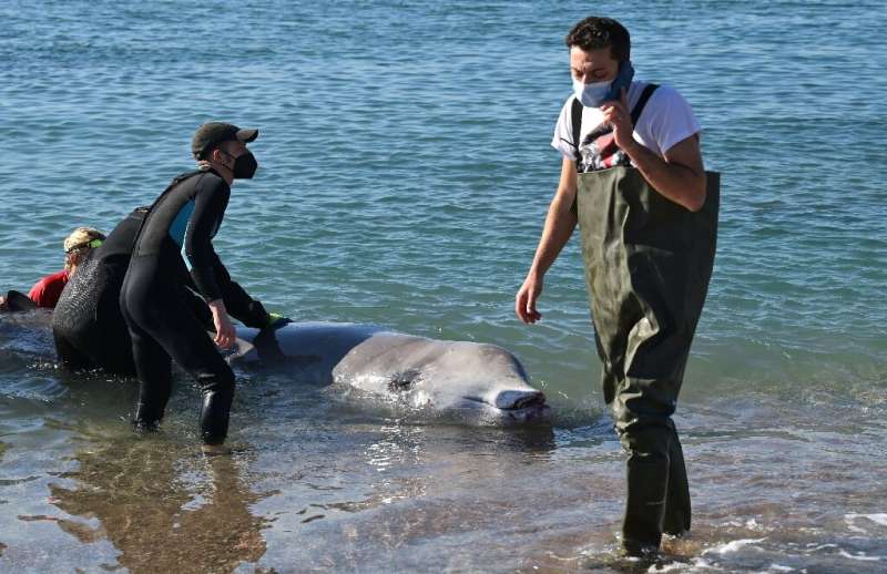 Wildlife guards and lifeguards try to help the Cuvier's beaked whale that washed up near Athens