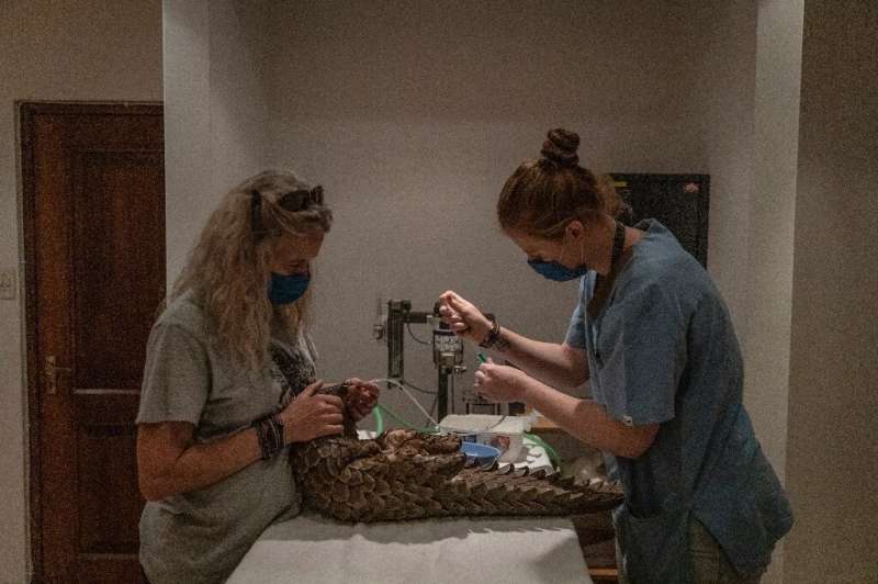 Wildlife Rehabilitation Specialist Nicci Wright (l) and veterinarian Kelsey Skinner feed medication to a rescued pangolin