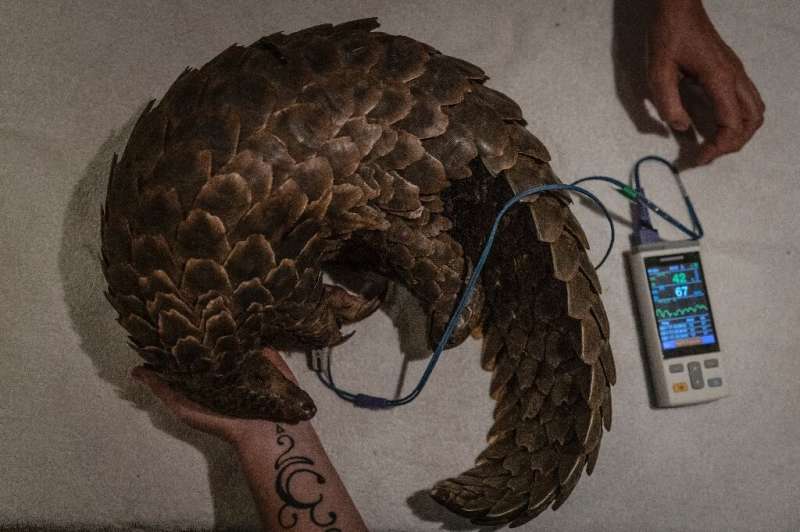 Wildlife rehabilitation Specialists check the vital signs of a trafficked rescued pangolinward in a highly secured undisclosed l