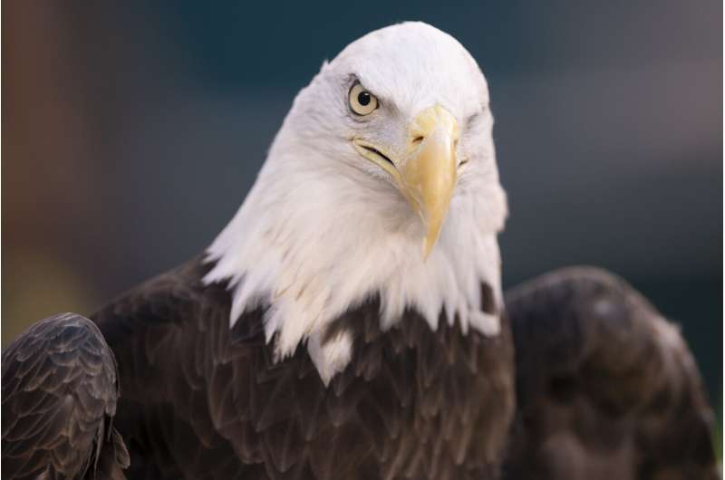 The wind power company has killed 150 eagles in the US, it is wrong