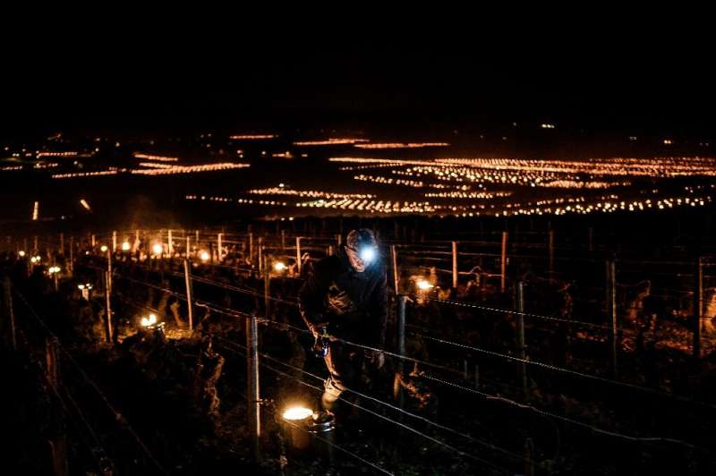 Vintners burned candles to protect the vineyards from the coldest April day in 75 years