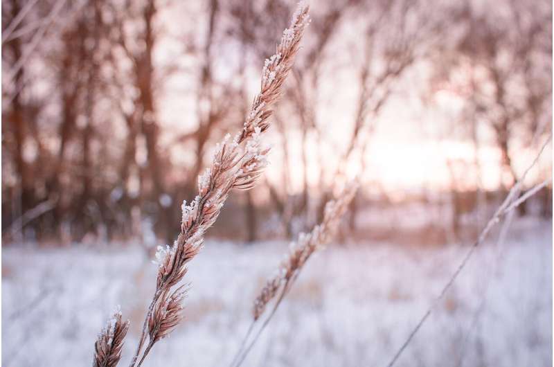 winter wheat