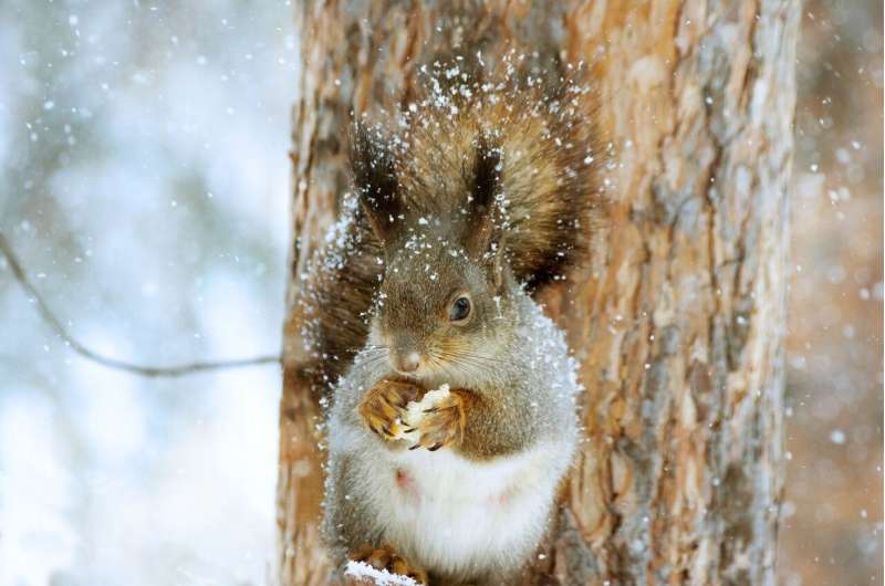 سنجاب های زمستانی