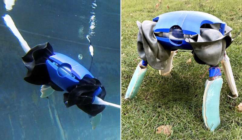 With morphing limbs, a robot that travels by land and water