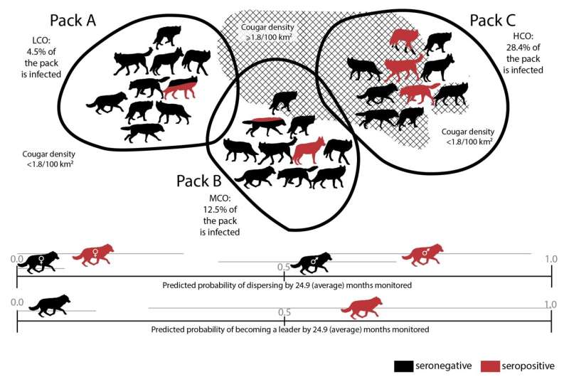 Wolves infected with a common parasite found more likely to become pack leaders