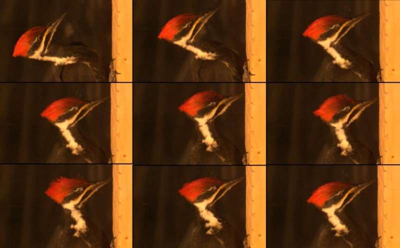 Woodpeckers' heads act more like stiff hammers than safety helmets