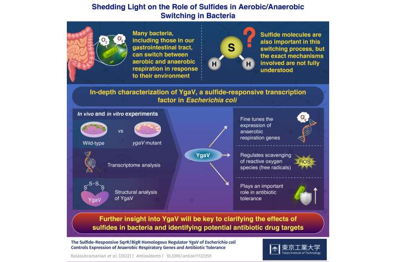 Working the puzzle: Role of sulfides in aerobic/anaerobic switching in bacteria