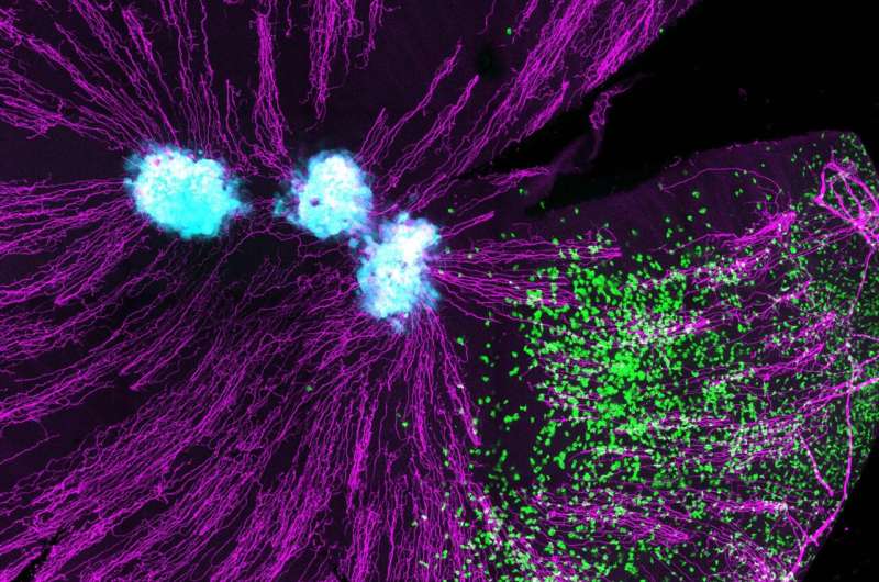 اولین کشف جهانی سلول های T قرنیه که از چشم ها در برابر عفونت های ویروسی محافظت می کند