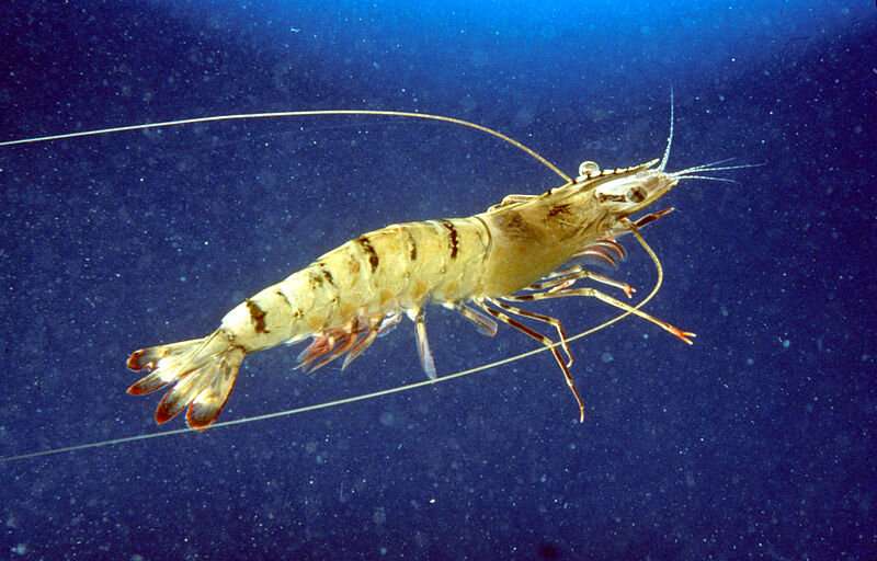 World-first mapping of the Aussie tiger prawn genome
