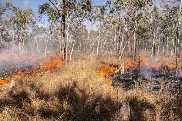 World-first research confirms Australia's forests became catastrophic fire risk after British invasion