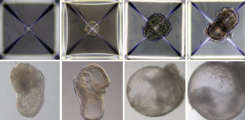 World's first 'synthetic embryo': why this research is more important than you think
