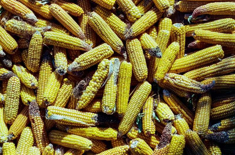 worm on corn