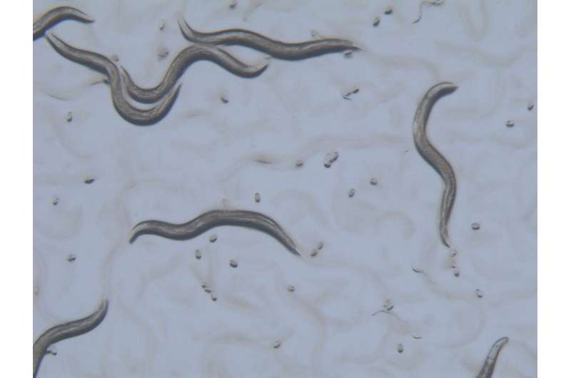 Worms as a model for personalized medicine