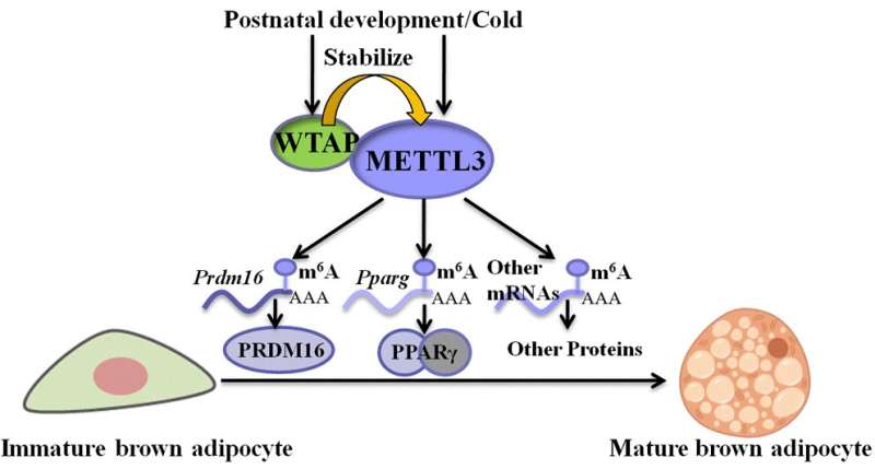 WTAP regulates the postnatal development and thermogenesis of iBAT