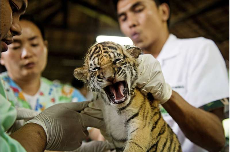 WWF report says online wildlife trade on rise in Myanmar