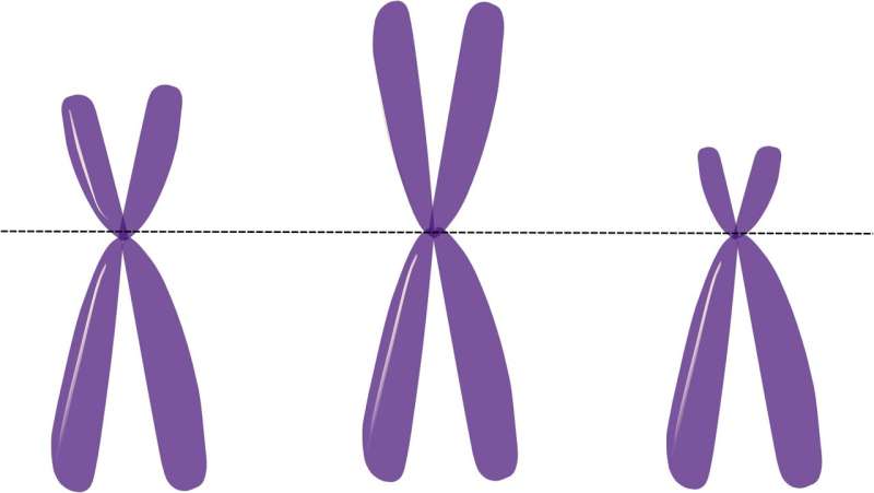 x y chromosome