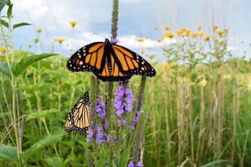 Years of monarch research shows how adding habitat will help conservation