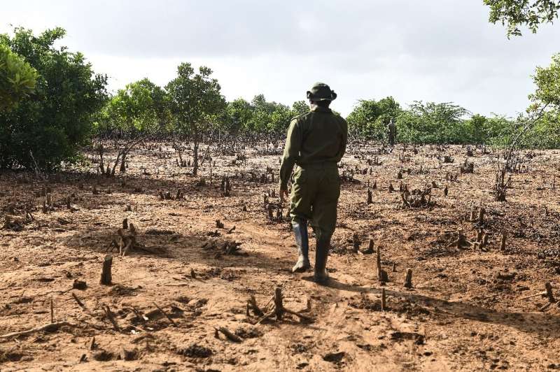 Years of unchecked exploitation have inflicted terrible damage on the mangroves, mudflats and sandy dunes of the estuary of Keny