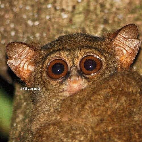 Yoda-like tarsiers push virtuoso singing to their physiological limits