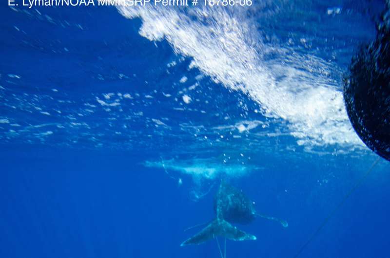 Young humpback whale freed from mooring line, buoy off Maui