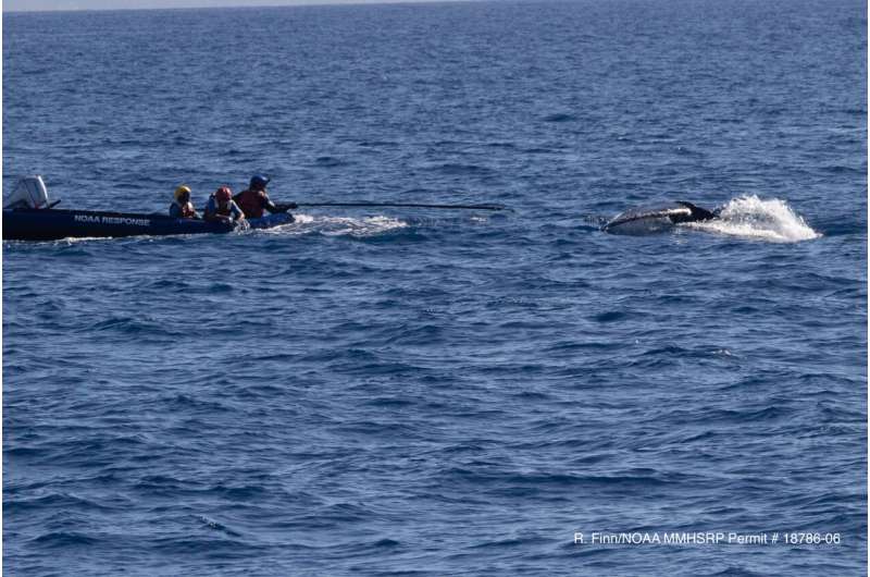 Young humpback whale freed from mooring line, buoy off Maui