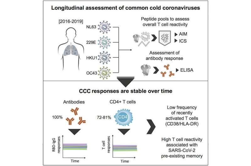 Your body remembers common cold coronaviruses from childhood. How can you get the same immunity to COVID-19?