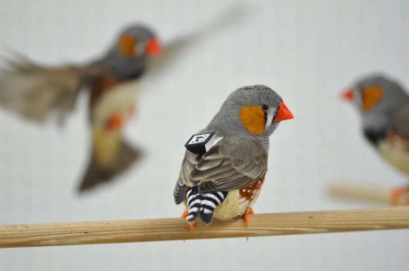 Zebra finch males sing in dialects and females pay attention