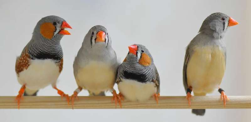 Zebra finch males sing in dialects and females pay attention