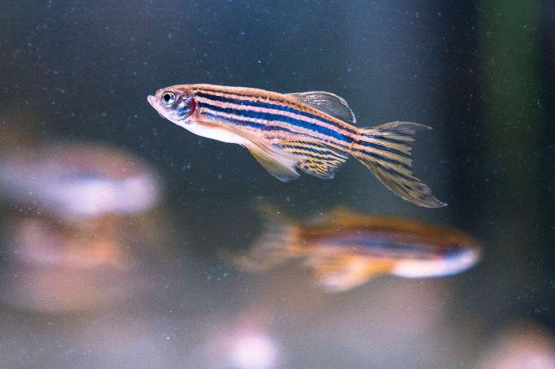Zebrafish research reveals green rooibos tea's anxiety-busting properties