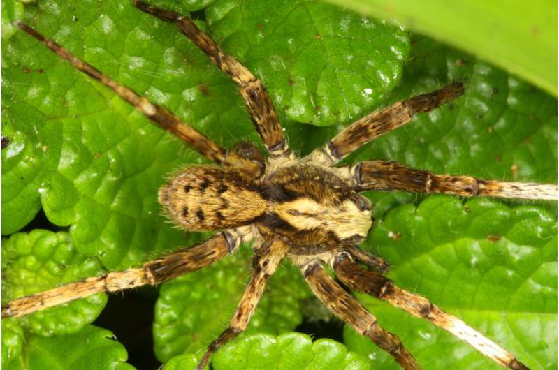 Ziggy Stardust and the 54 Spiders: New spider genus named after David Bowie