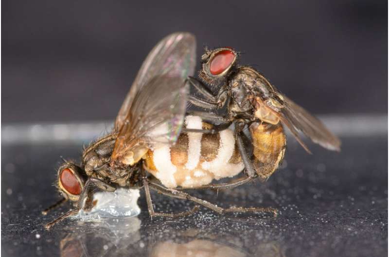 Zombie fly fungus lures healthy male flies to mate with female corpses