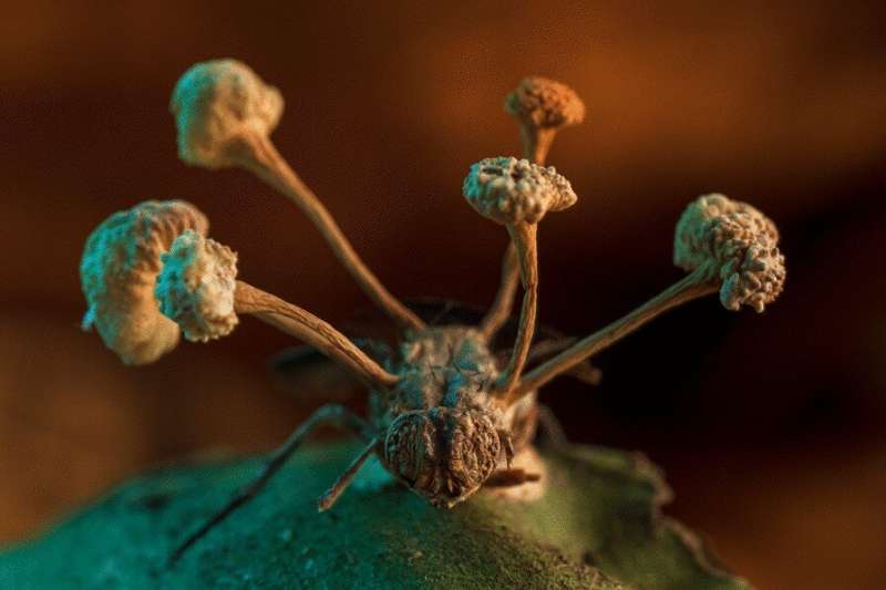 Zombie fungus-infected fly wins second BMC Ecology and Evolution image competition