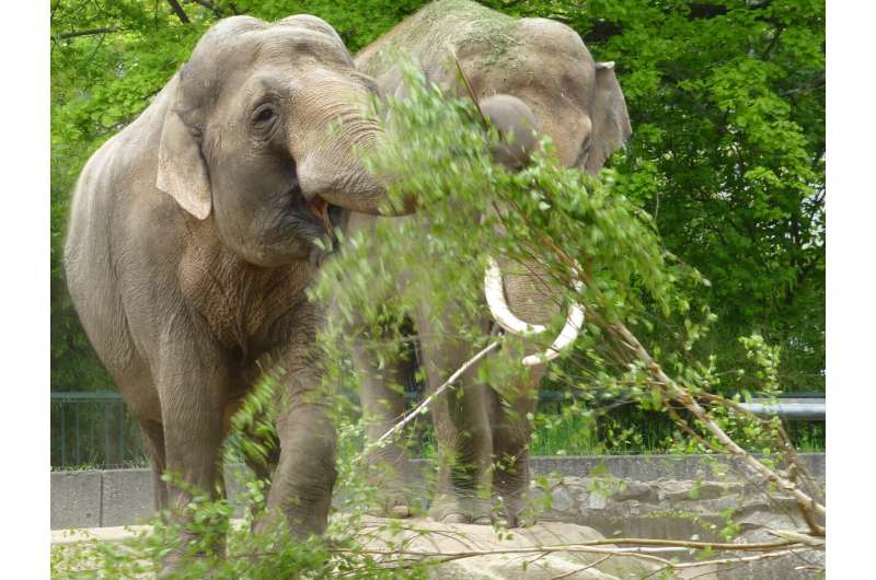 Zoo enrichment could go further