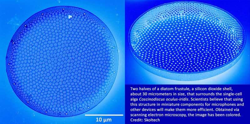  Glassy shell of microscopic algae inspires tiny ultrasound detectors for medical imaging