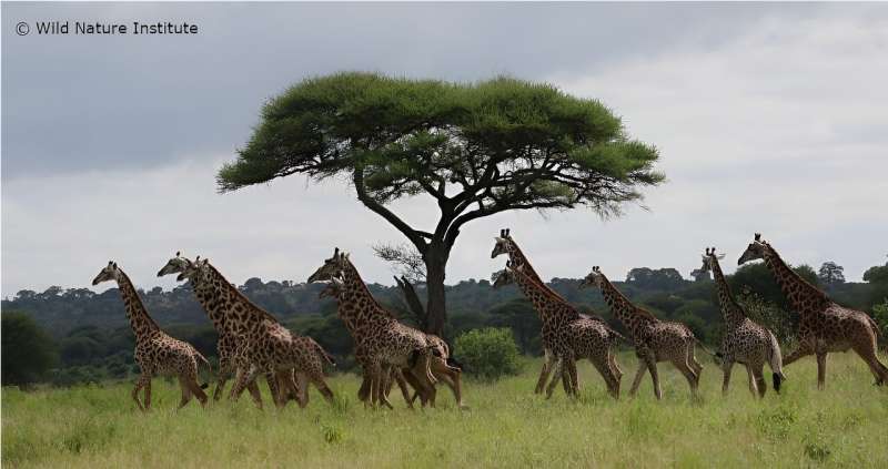  The Best Way to Save Giraffes is to Support Wildlife Law Enforcement and End Poaching 